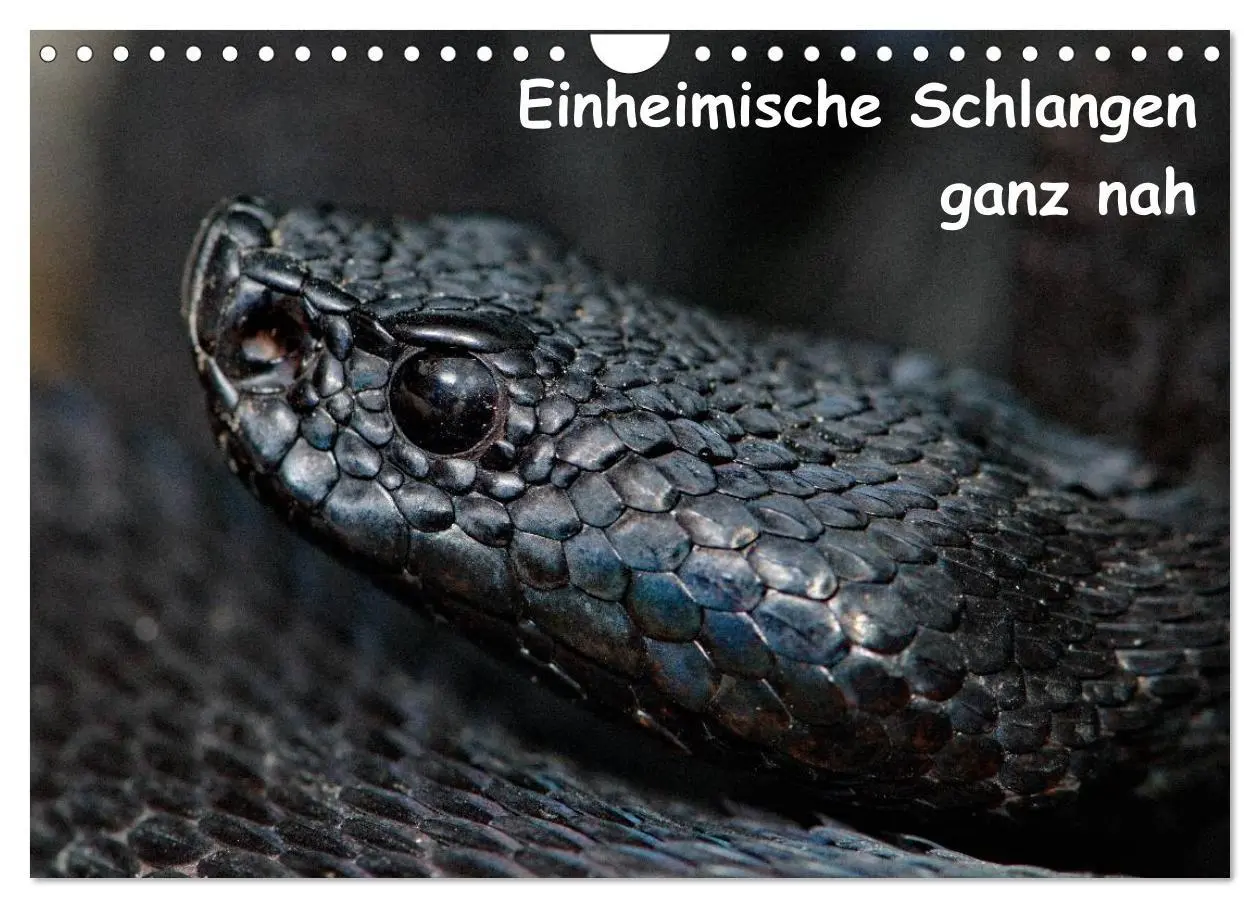 Cover: 9783516205459 | Einheimische Schlangen ganz nah (Wandkalender 2026 DIN A4 quer),...