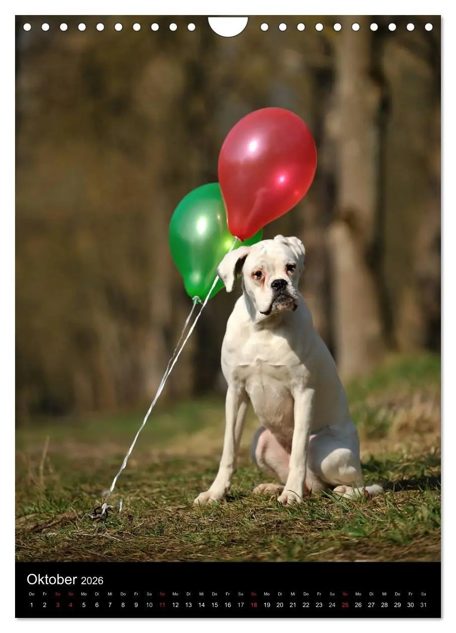 Bild: 9783516445459 | Boxer? Na klar! (Wandkalender 2026 DIN A4 hoch), CALVENDO...