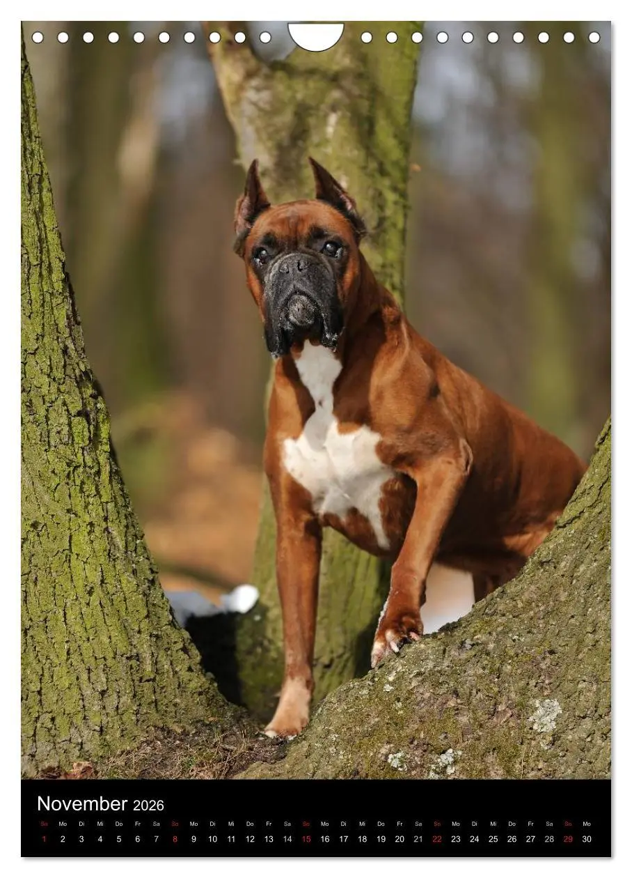Bild: 9783516445459 | Boxer? Na klar! (Wandkalender 2026 DIN A4 hoch), CALVENDO...