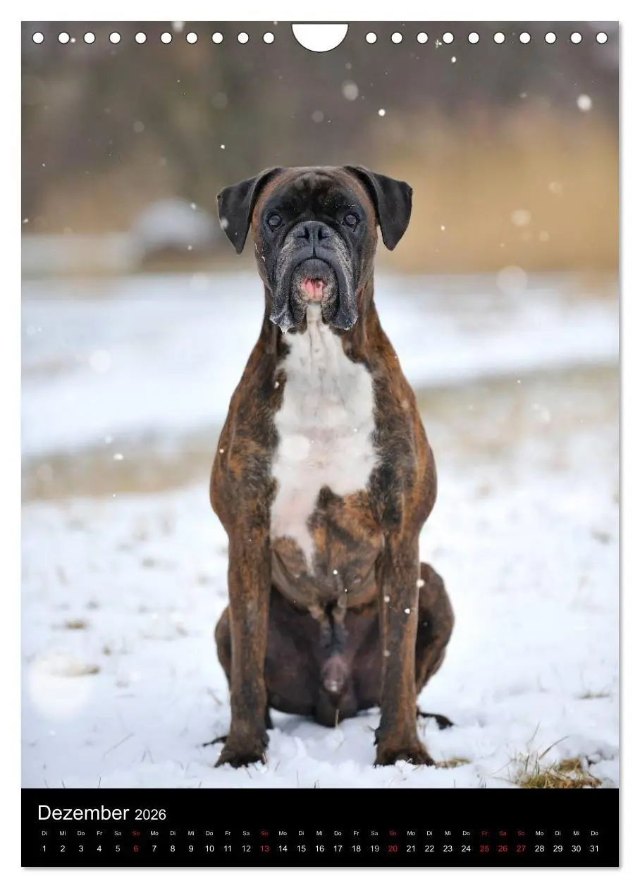 Bild: 9783516445459 | Boxer? Na klar! (Wandkalender 2026 DIN A4 hoch), CALVENDO...