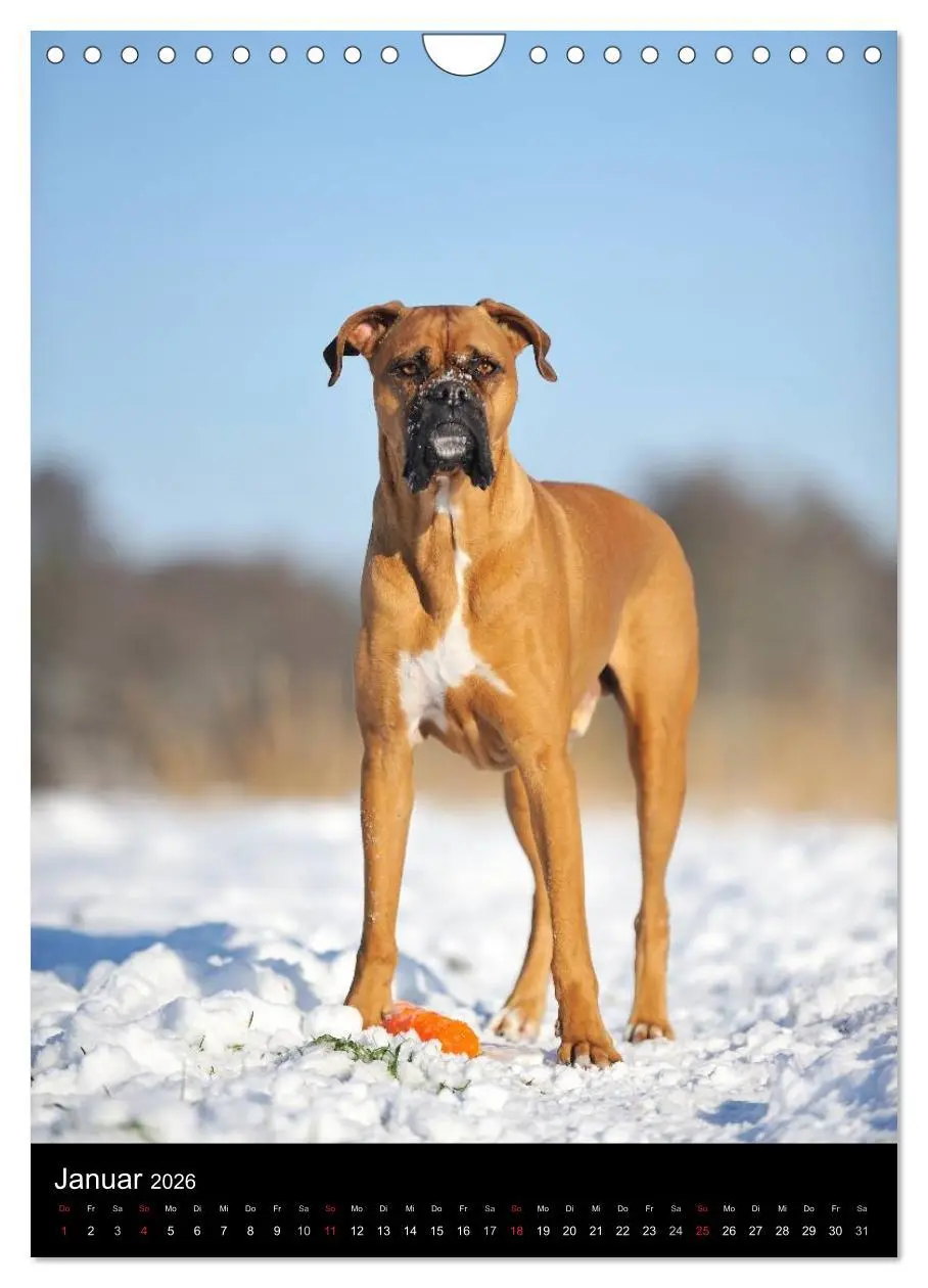 Bild: 9783516445459 | Boxer? Na klar! (Wandkalender 2026 DIN A4 hoch), CALVENDO...