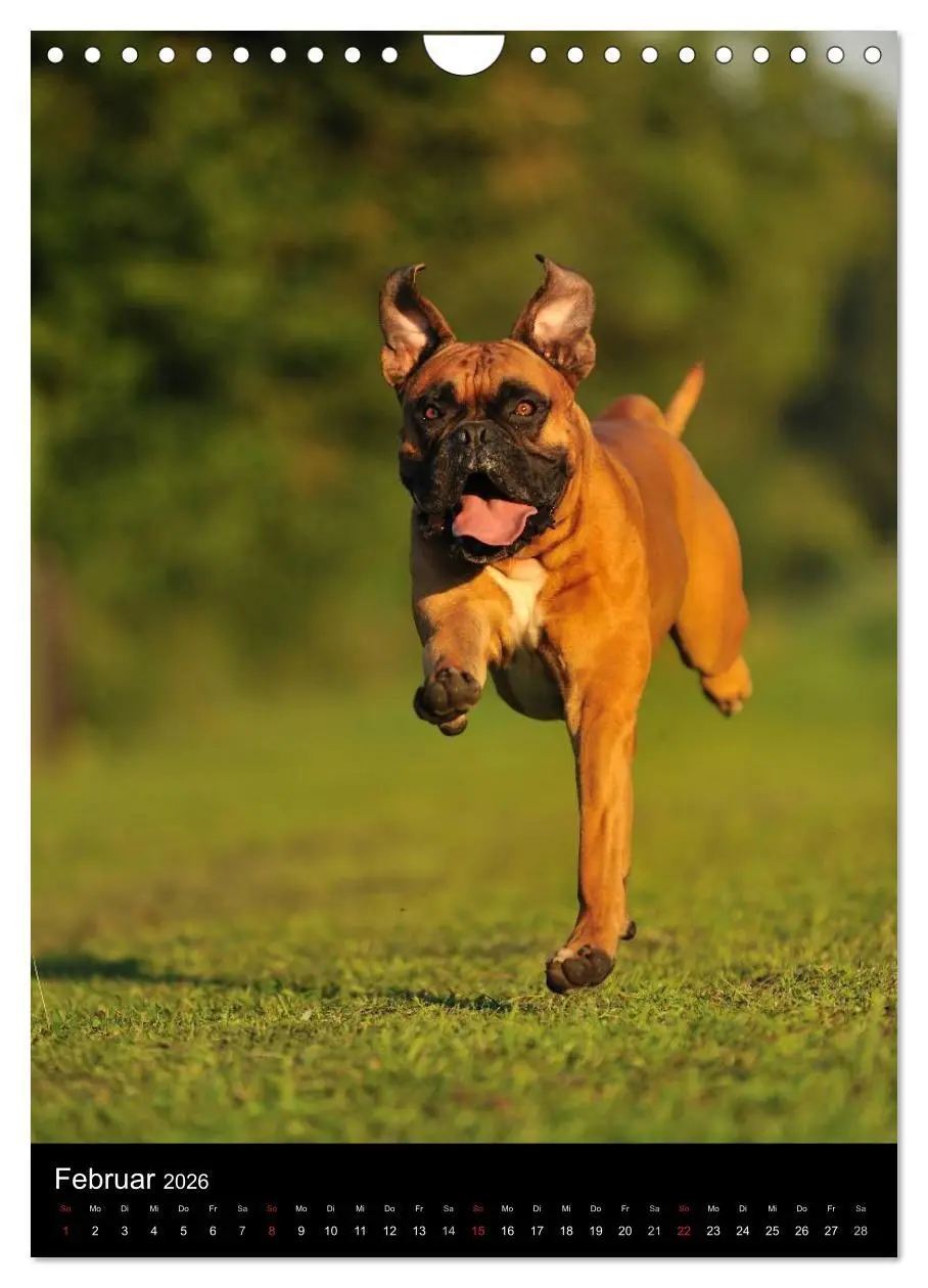 Bild: 9783516445459 | Boxer? Na klar! (Wandkalender 2026 DIN A4 hoch), CALVENDO...