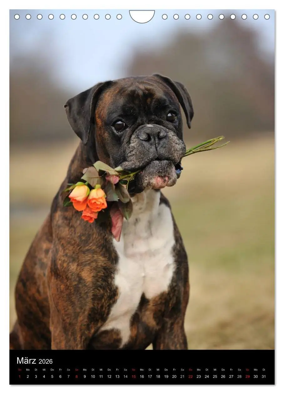 Bild: 9783516445459 | Boxer? Na klar! (Wandkalender 2026 DIN A4 hoch), CALVENDO...