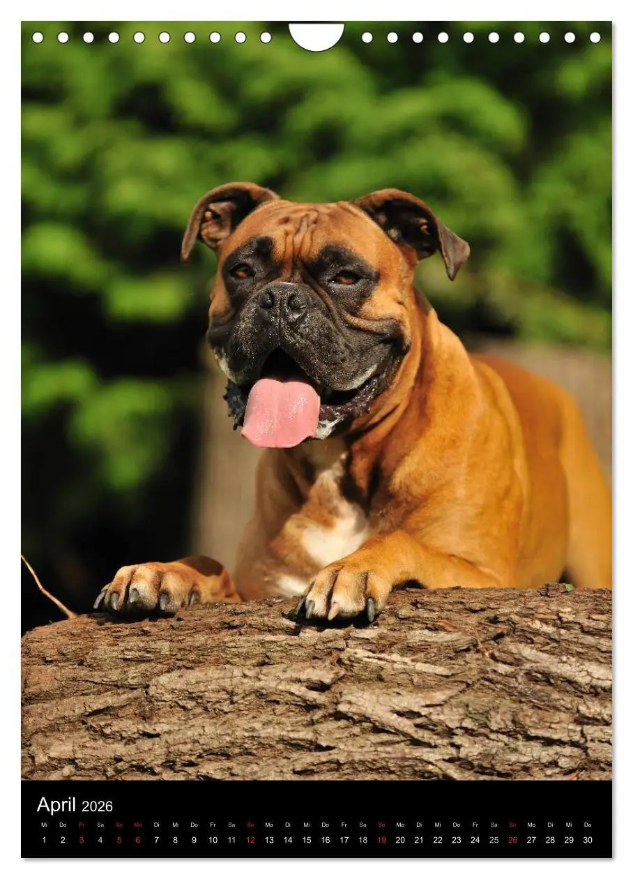 Bild: 9783516445459 | Boxer? Na klar! (Wandkalender 2026 DIN A4 hoch), CALVENDO...