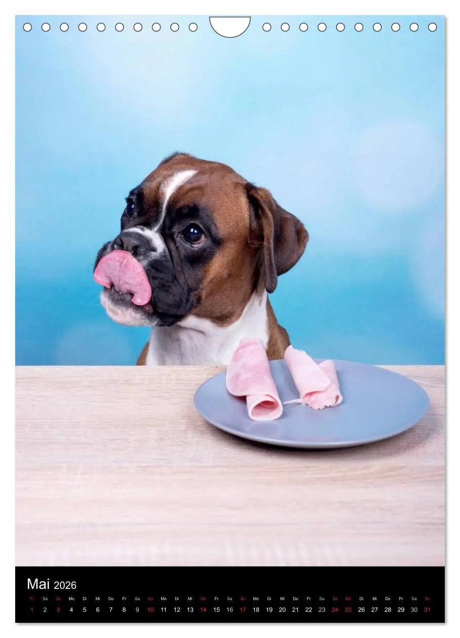 Bild: 9783516445459 | Boxer? Na klar! (Wandkalender 2026 DIN A4 hoch), CALVENDO...