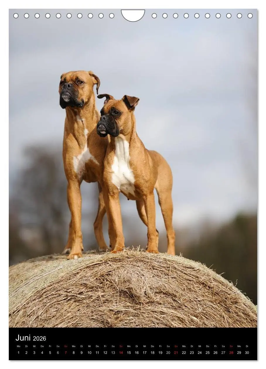 Bild: 9783516445459 | Boxer? Na klar! (Wandkalender 2026 DIN A4 hoch), CALVENDO...