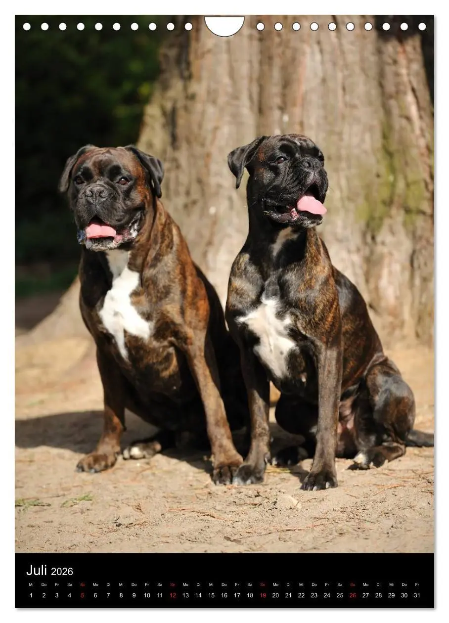 Bild: 9783516445459 | Boxer? Na klar! (Wandkalender 2026 DIN A4 hoch), CALVENDO...