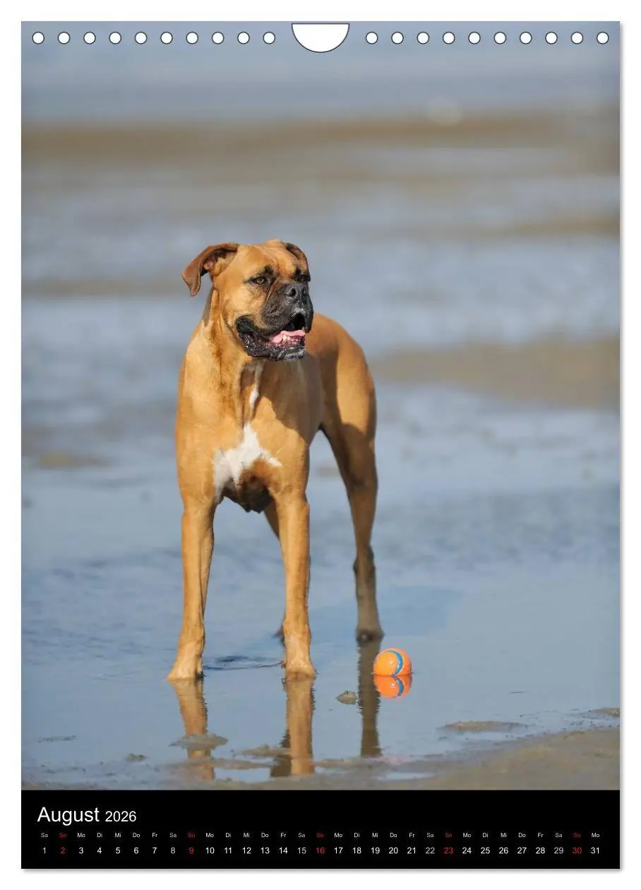Bild: 9783516445459 | Boxer? Na klar! (Wandkalender 2026 DIN A4 hoch), CALVENDO...