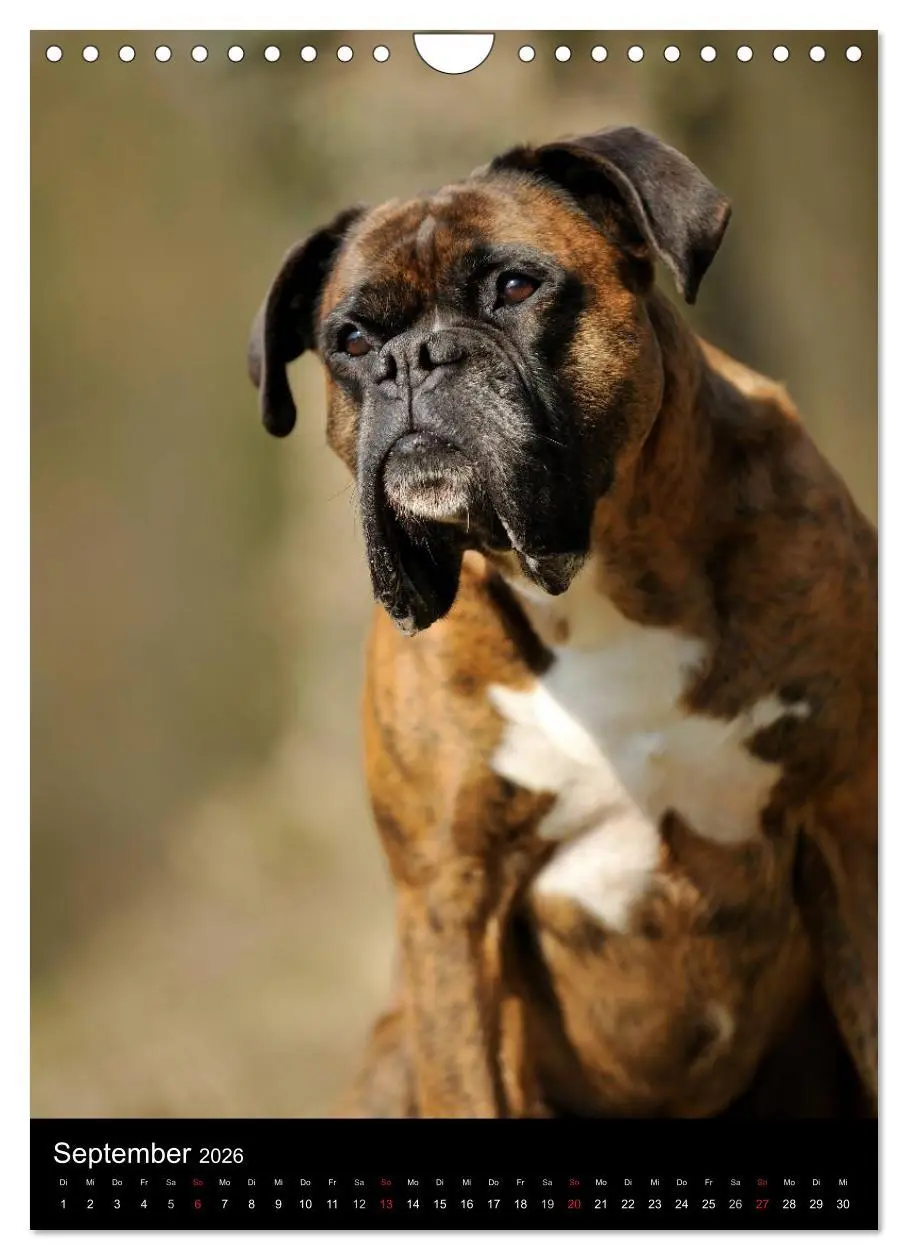 Bild: 9783516445459 | Boxer? Na klar! (Wandkalender 2026 DIN A4 hoch), CALVENDO...