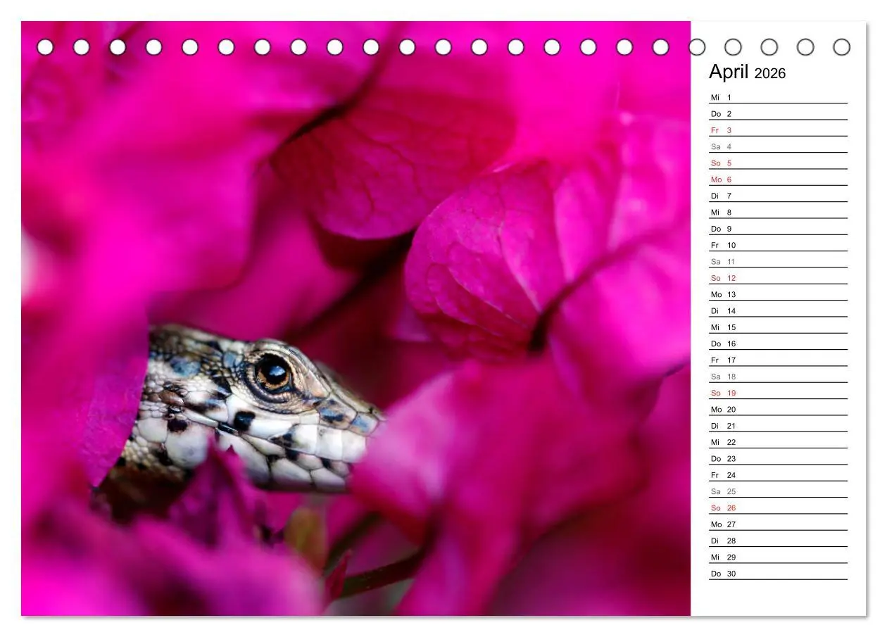 Bild: 9783457725559 | Wildromatisches Korsika (Tischkalender 2026 DIN A5 quer), CALVENDO...