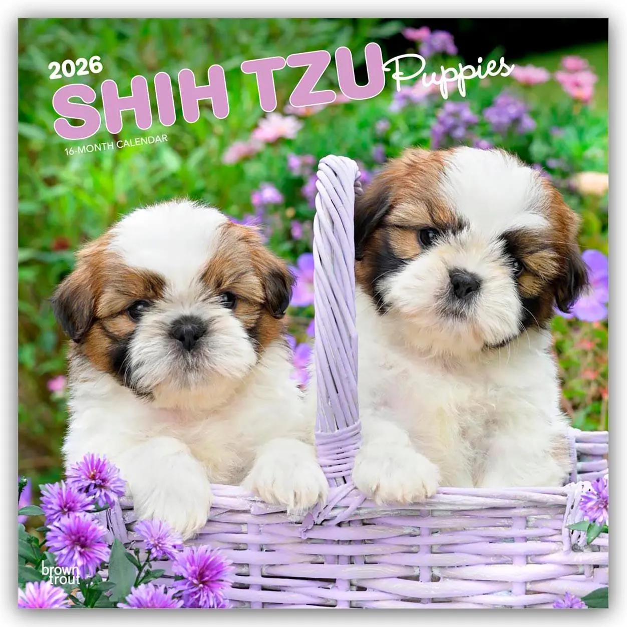 Cover: 9798330705559 | Shih Tzu Puppies - Shih Tzu Welpen 2026 - 16-Monatskalender | Kalender