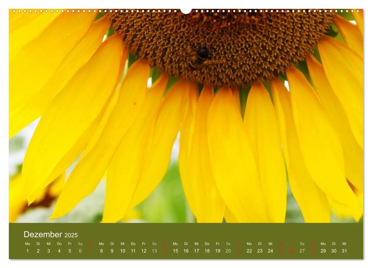 Bild: 9783435795659 | Sonnenblumen - die Blumen der Lebensfreude (hochwertiger Premium...
