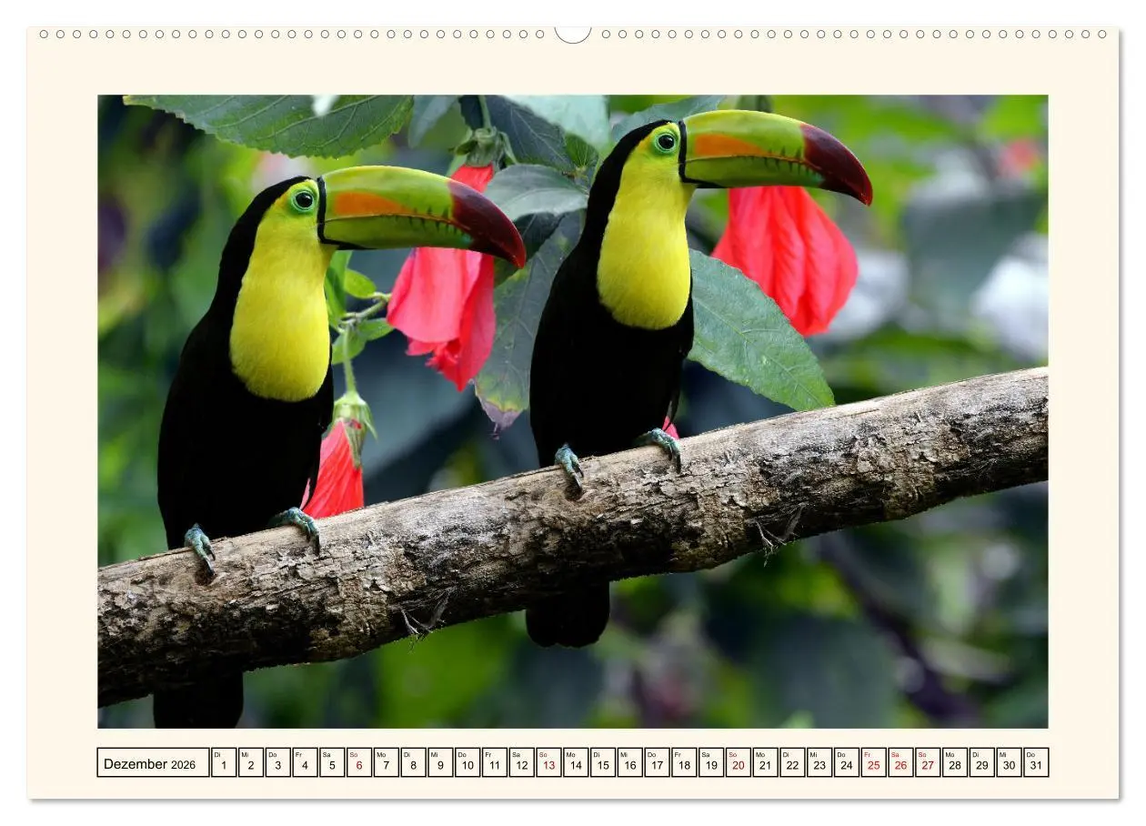 Bild: 9783457255759 | Tukane - Clowns im Dschungel (hochwertiger Premium Wandkalender...