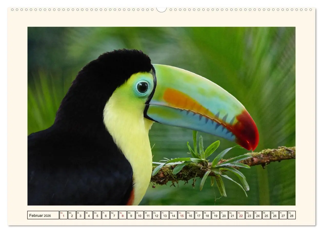 Bild: 9783457255759 | Tukane - Clowns im Dschungel (hochwertiger Premium Wandkalender...