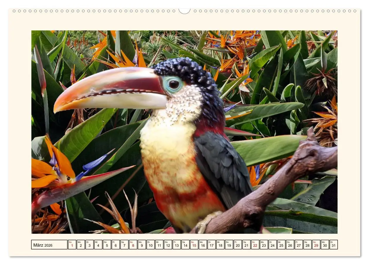 Bild: 9783457255759 | Tukane - Clowns im Dschungel (hochwertiger Premium Wandkalender...