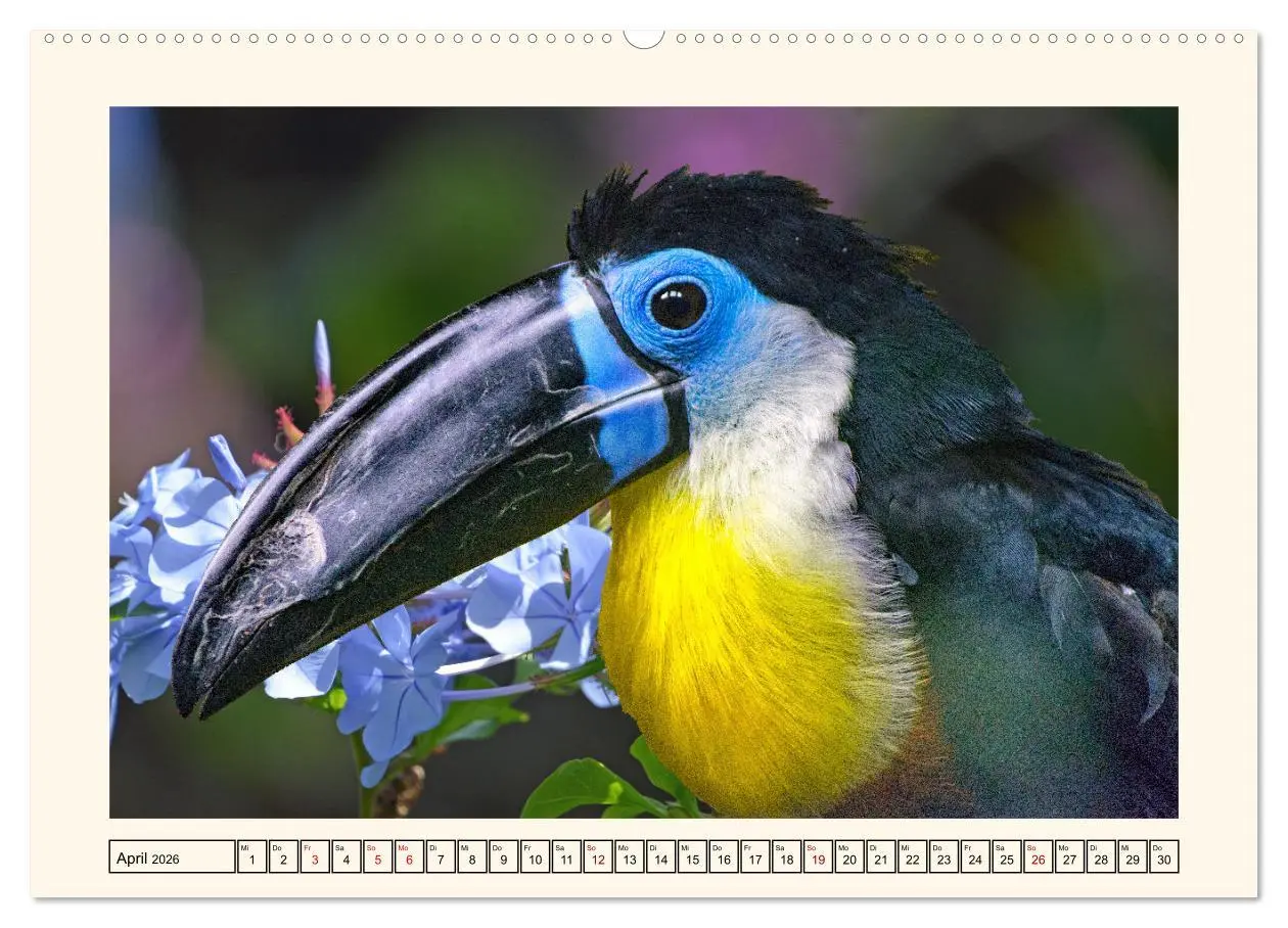 Bild: 9783457255759 | Tukane - Clowns im Dschungel (hochwertiger Premium Wandkalender...
