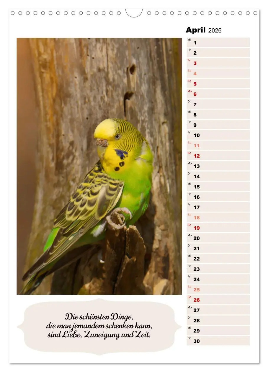 Bild: 9783516335859 | Niedliche Wellensittiche (Wandkalender 2026 DIN A3 hoch), CALVENDO...
