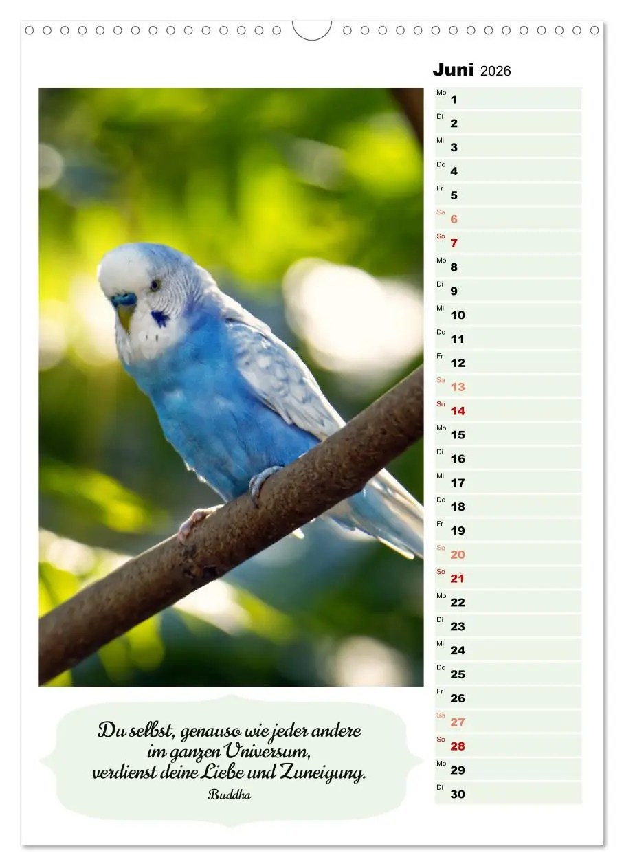 Bild: 9783516335859 | Niedliche Wellensittiche (Wandkalender 2026 DIN A3 hoch), CALVENDO...
