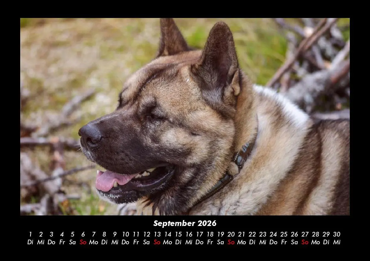Bild: 9783695406159 | Hunde Kalender 2026 Fotokalender DIN A3 | Tobias Becker | Kalender