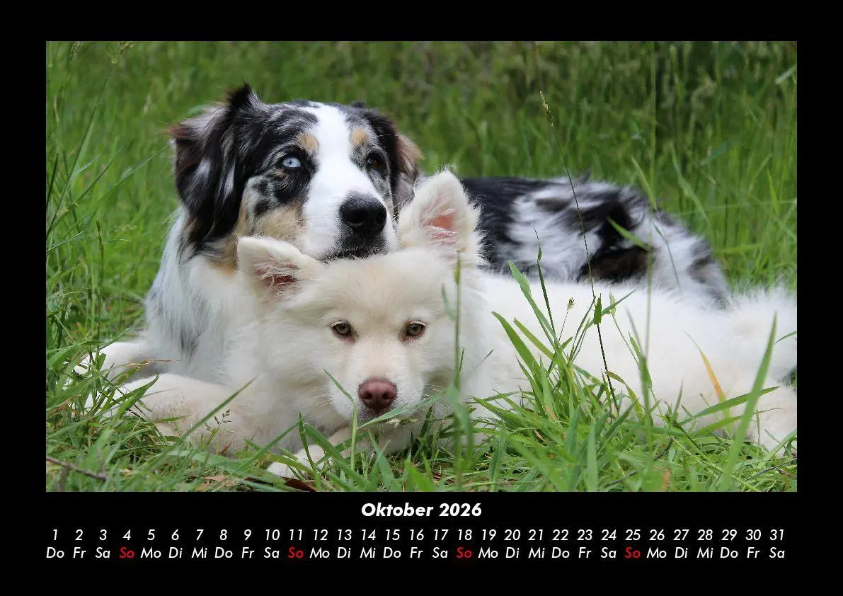 Bild: 9783695406159 | Hunde Kalender 2026 Fotokalender DIN A3 | Tobias Becker | Kalender