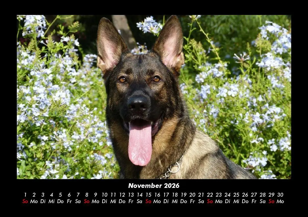 Bild: 9783695406159 | Hunde Kalender 2026 Fotokalender DIN A3 | Tobias Becker | Kalender