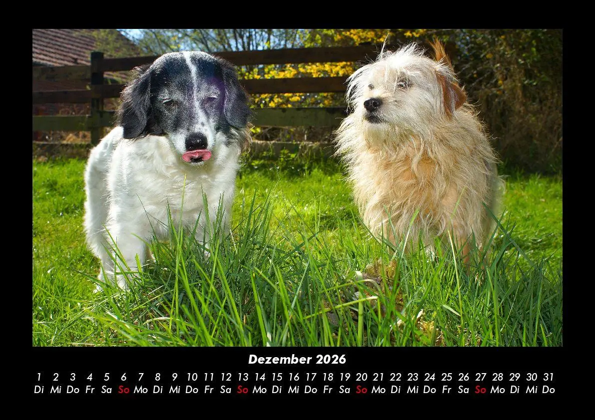 Bild: 9783695406159 | Hunde Kalender 2026 Fotokalender DIN A3 | Tobias Becker | Kalender