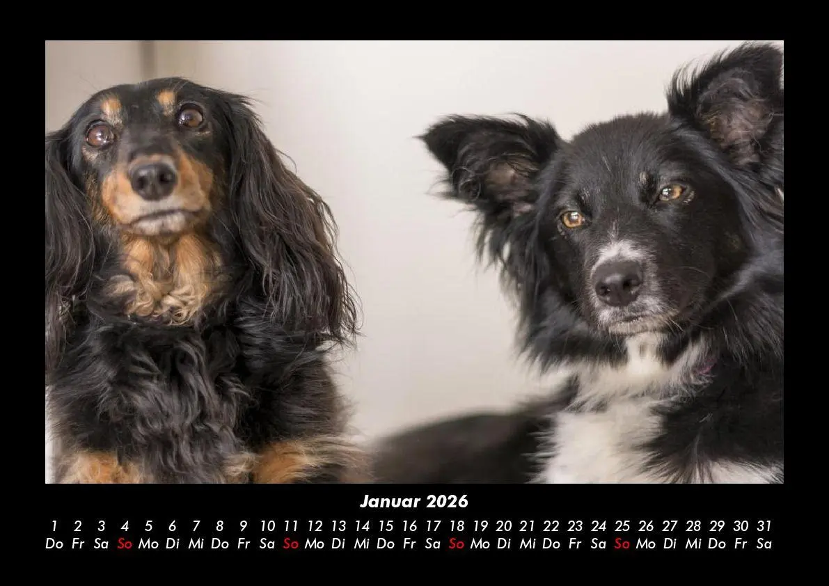 Bild: 9783695406159 | Hunde Kalender 2026 Fotokalender DIN A3 | Tobias Becker | Kalender