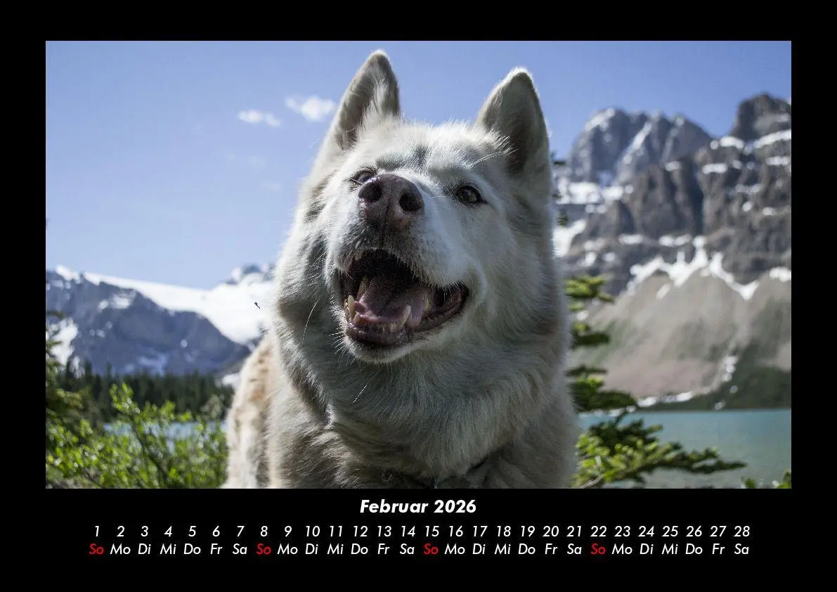 Bild: 9783695406159 | Hunde Kalender 2026 Fotokalender DIN A3 | Tobias Becker | Kalender
