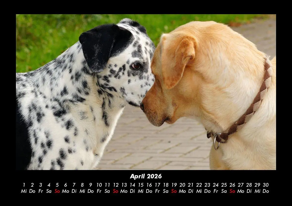 Bild: 9783695406159 | Hunde Kalender 2026 Fotokalender DIN A3 | Tobias Becker | Kalender