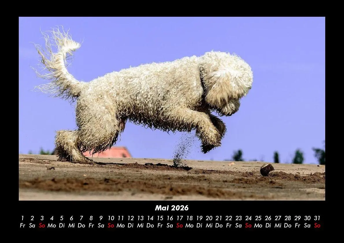 Bild: 9783695406159 | Hunde Kalender 2026 Fotokalender DIN A3 | Tobias Becker | Kalender