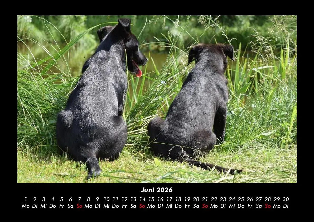Bild: 9783695406159 | Hunde Kalender 2026 Fotokalender DIN A3 | Tobias Becker | Kalender