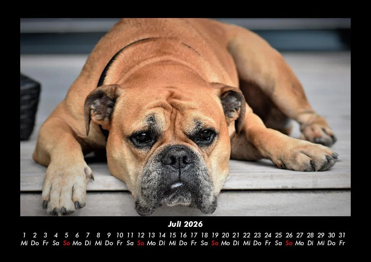 Bild: 9783695406159 | Hunde Kalender 2026 Fotokalender DIN A3 | Tobias Becker | Kalender