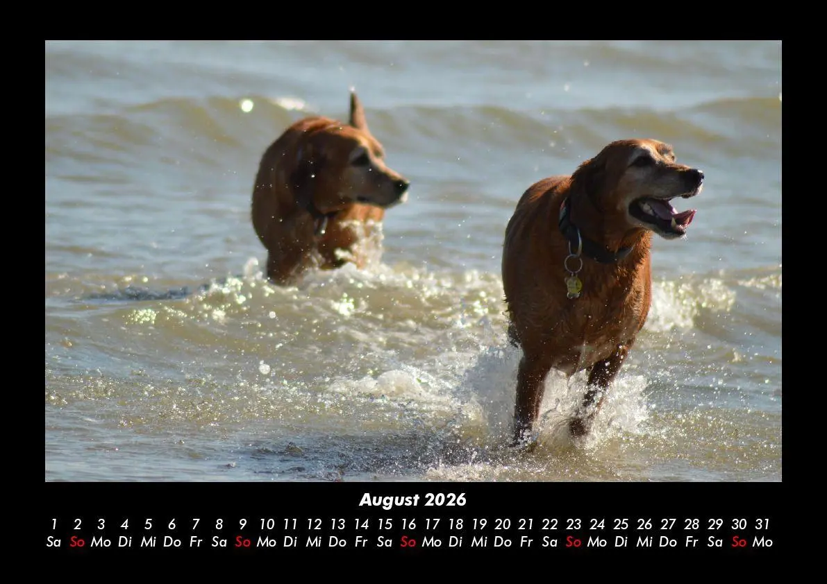 Bild: 9783695406159 | Hunde Kalender 2026 Fotokalender DIN A3 | Tobias Becker | Kalender