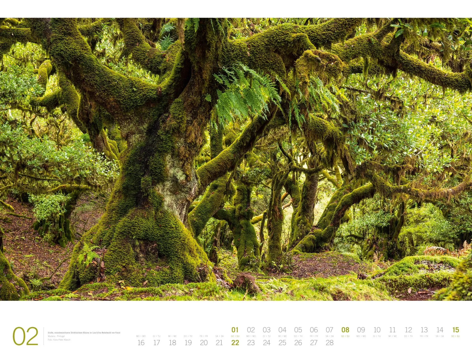 Bild: 9783838436159 | Wald Gallery Kalender 2026 | Ackermann Kunstverlag GmbH | Kalender