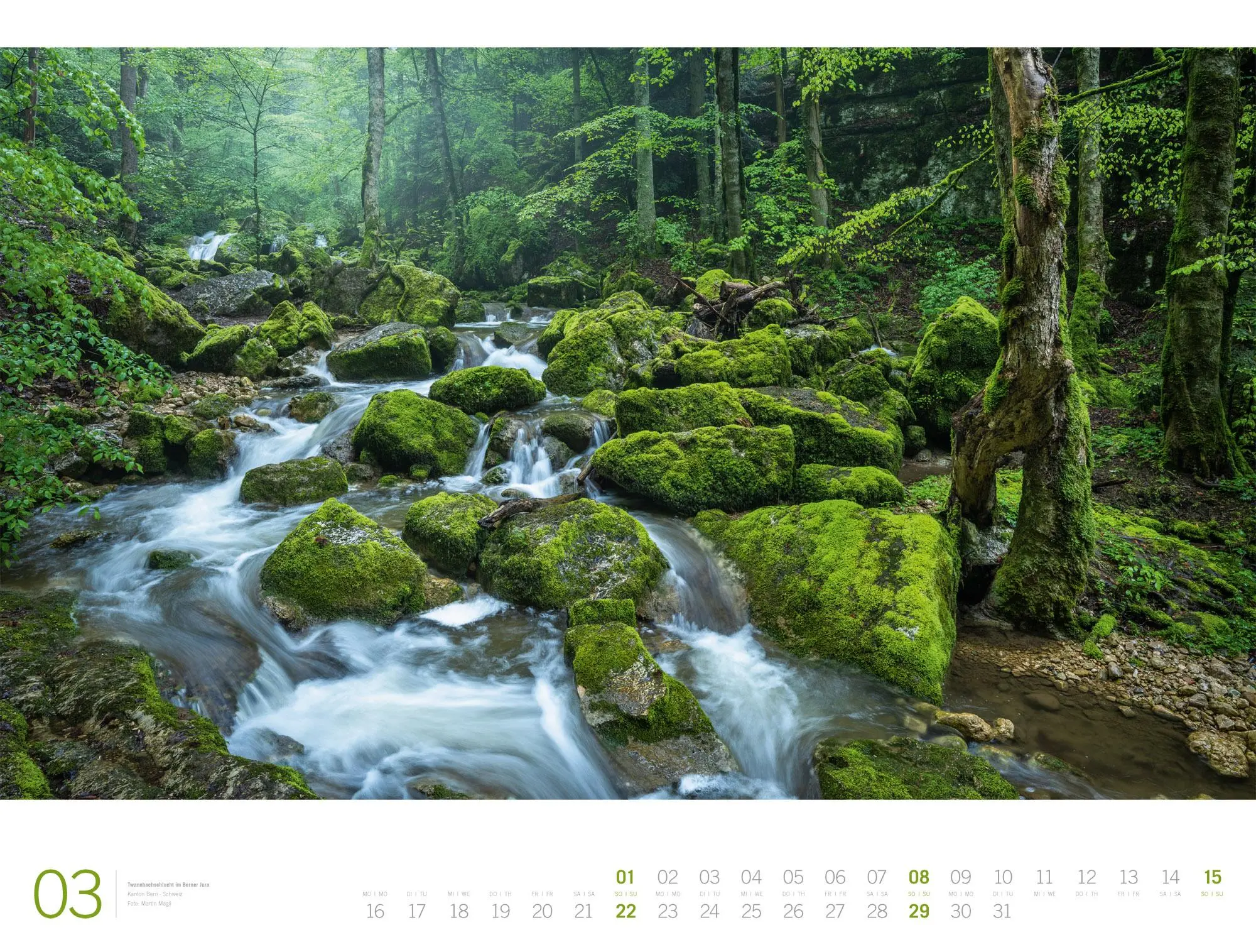 Bild: 9783838436159 | Wald Gallery Kalender 2026 | Ackermann Kunstverlag GmbH | Kalender