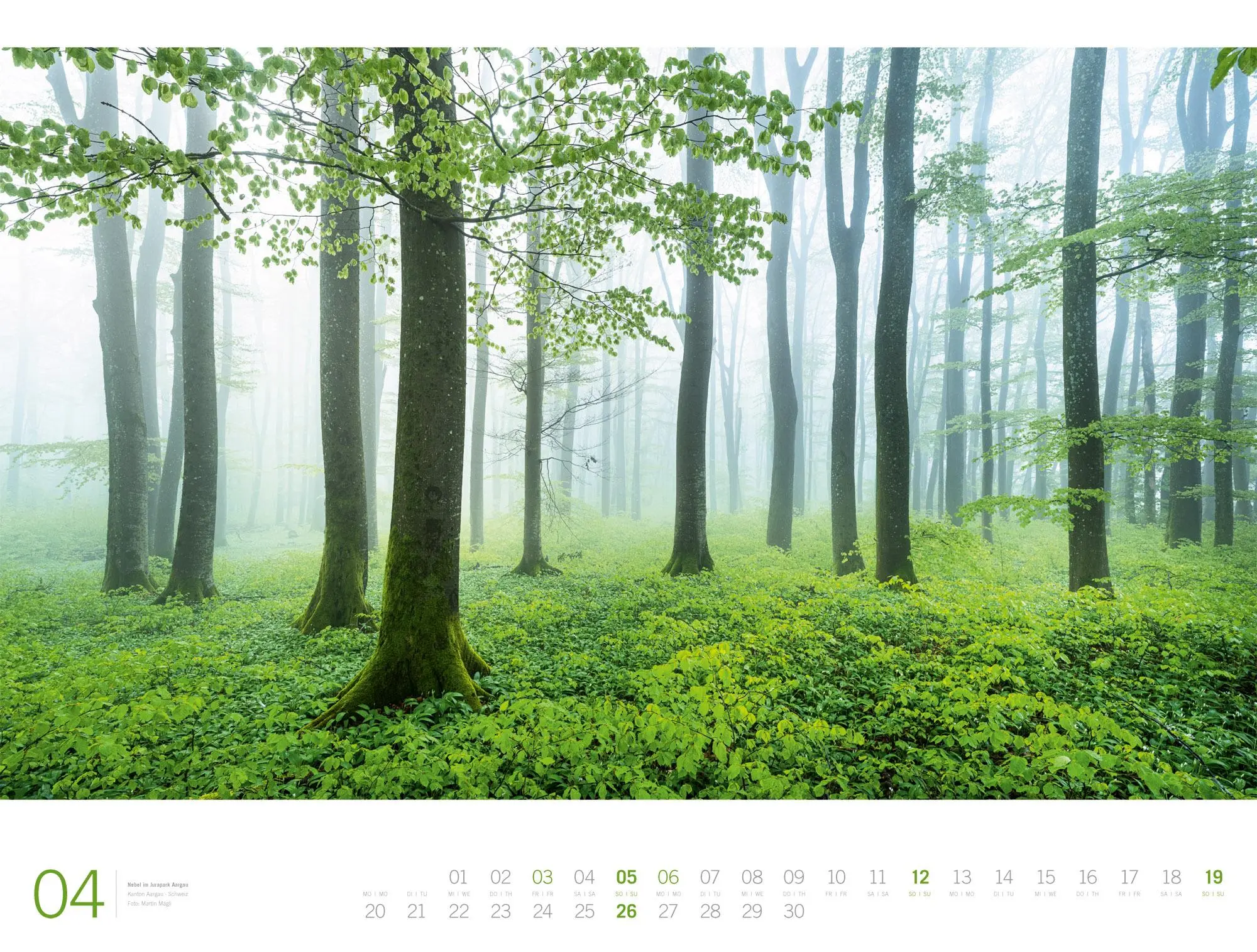 Bild: 9783838436159 | Wald Gallery Kalender 2026 | Ackermann Kunstverlag GmbH | Kalender