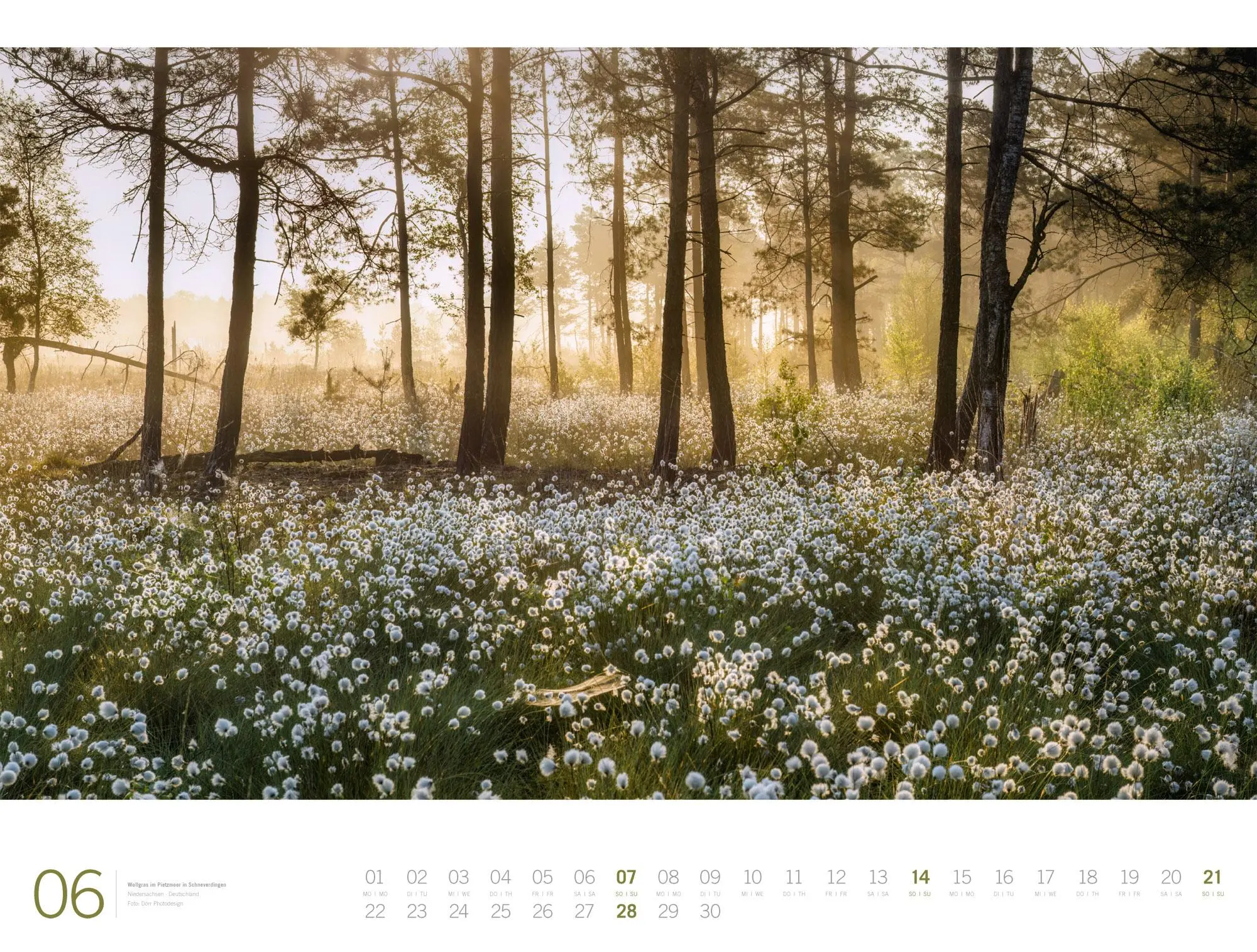 Bild: 9783838436159 | Wald Gallery Kalender 2026 | Ackermann Kunstverlag GmbH | Kalender