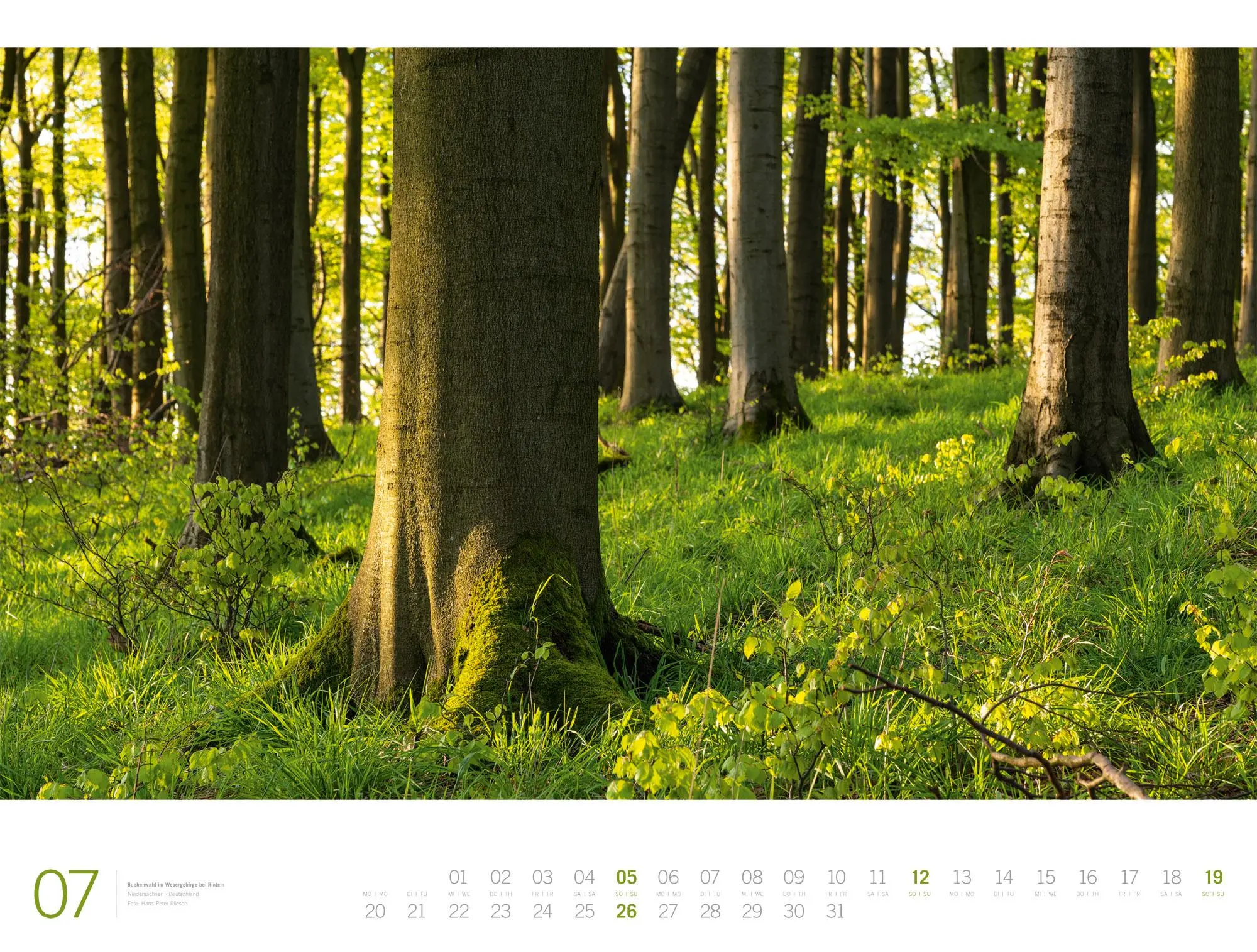 Bild: 9783838436159 | Wald Gallery Kalender 2026 | Ackermann Kunstverlag GmbH | Kalender