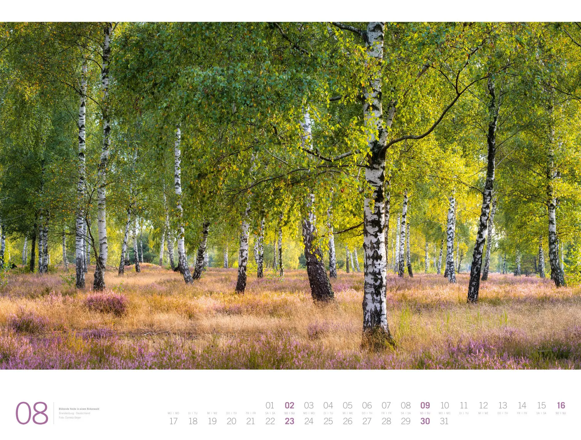 Bild: 9783838436159 | Wald Gallery Kalender 2026 | Ackermann Kunstverlag GmbH | Kalender