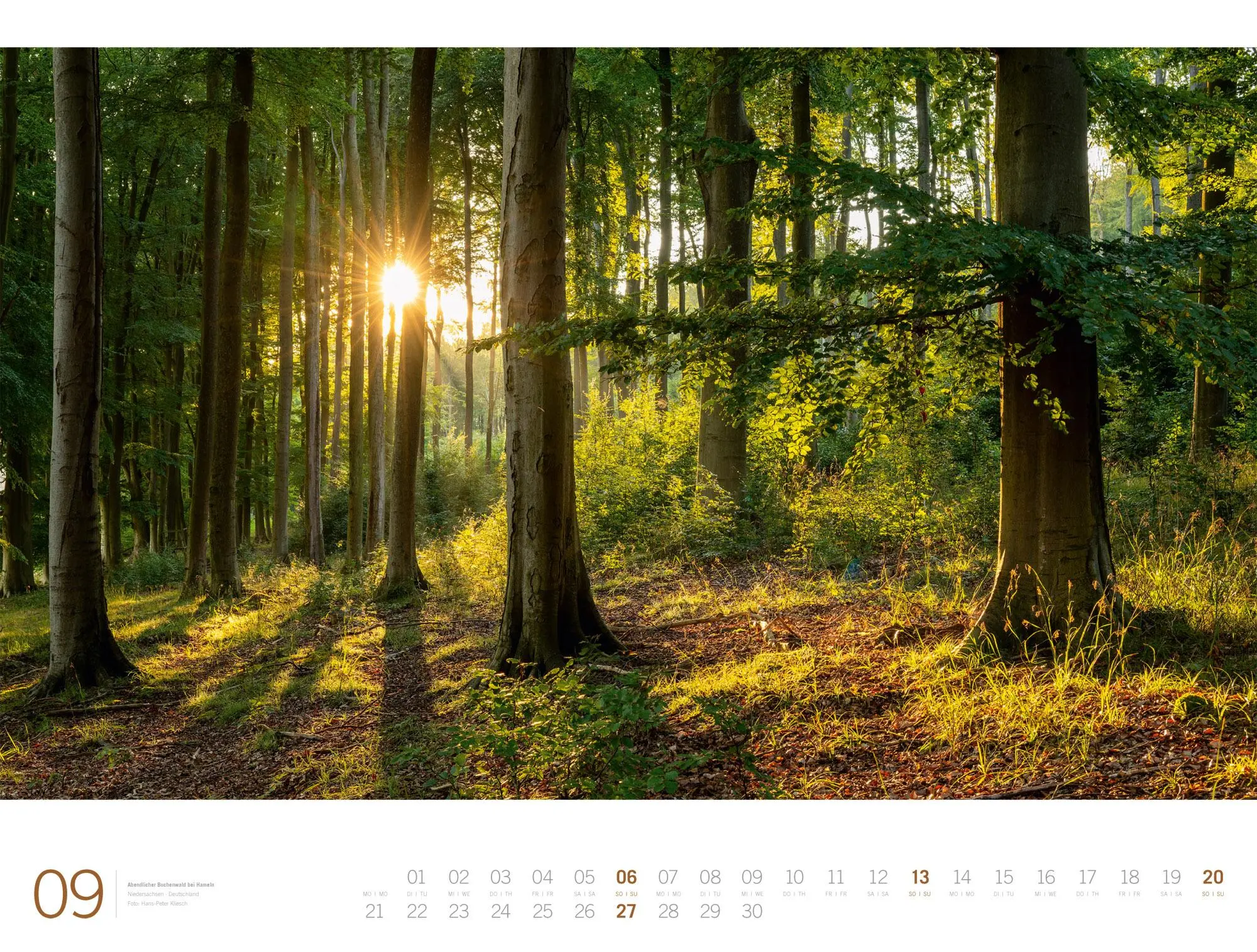 Bild: 9783838436159 | Wald Gallery Kalender 2026 | Ackermann Kunstverlag GmbH | Kalender