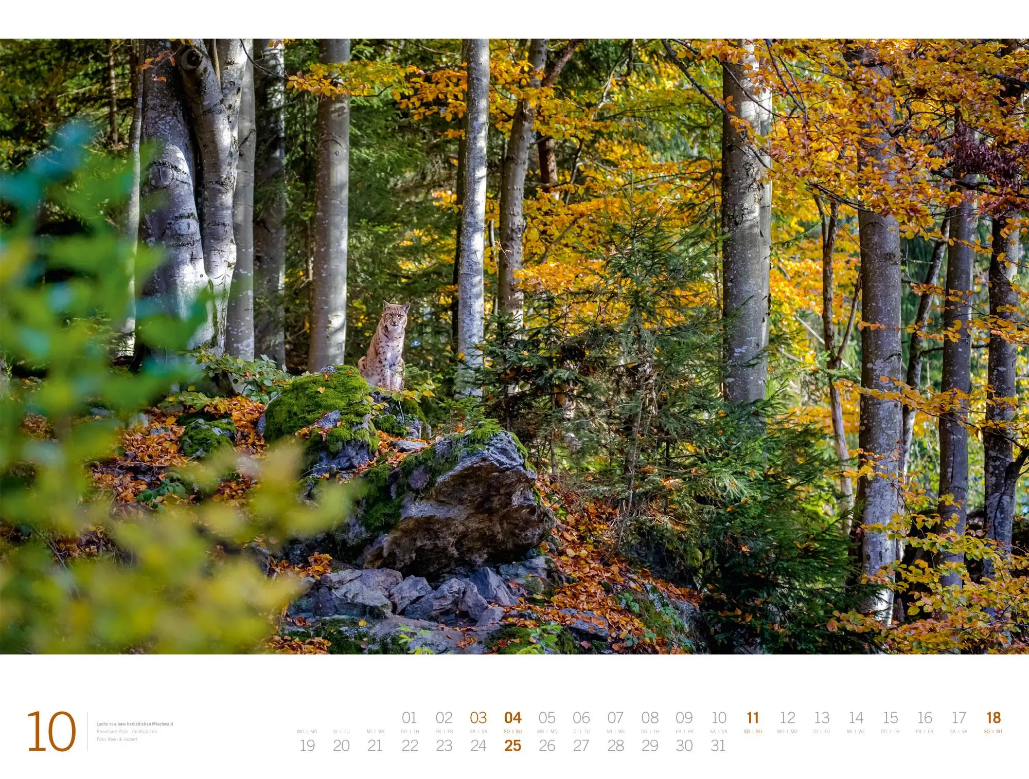 Bild: 9783838436159 | Wald Gallery Kalender 2026 | Ackermann Kunstverlag GmbH | Kalender
