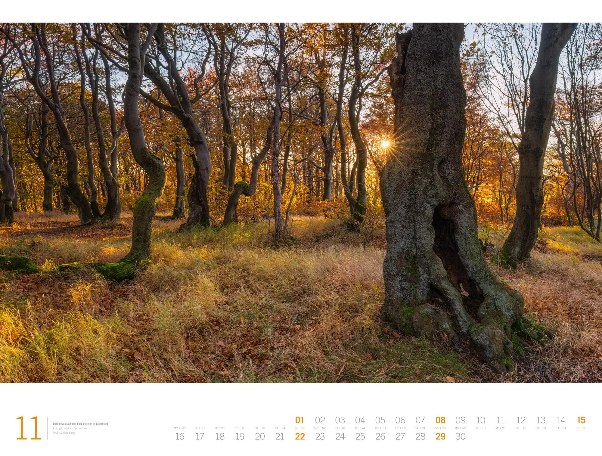 Bild: 9783838436159 | Wald Gallery Kalender 2026 | Ackermann Kunstverlag GmbH | Kalender