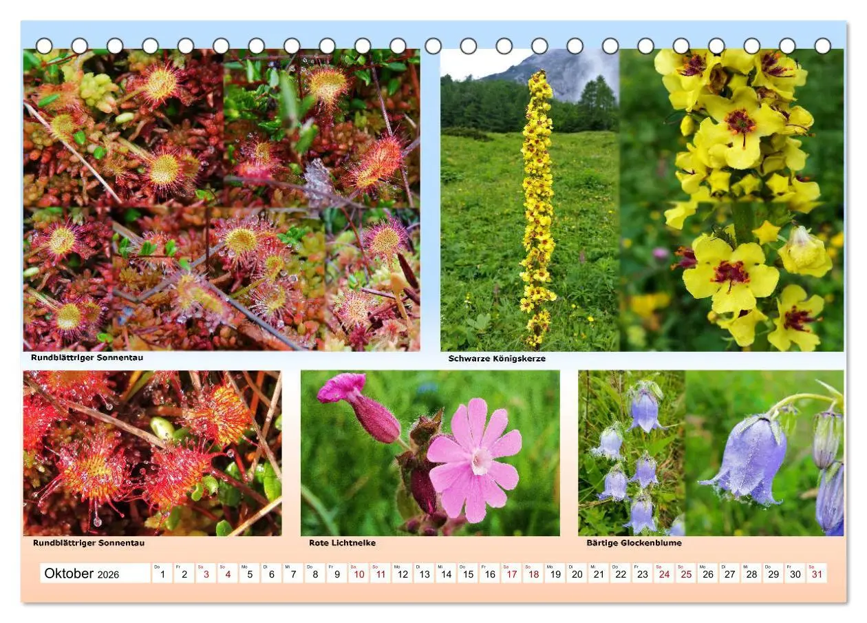 Bild: 9783457896259 | Alpiner Blütenzauber (Tischkalender 2026 DIN A5 quer), CALVENDO...