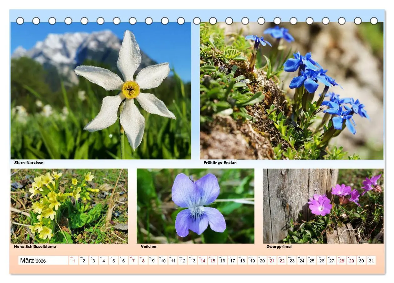 Bild: 9783457896259 | Alpiner Blütenzauber (Tischkalender 2026 DIN A5 quer), CALVENDO...