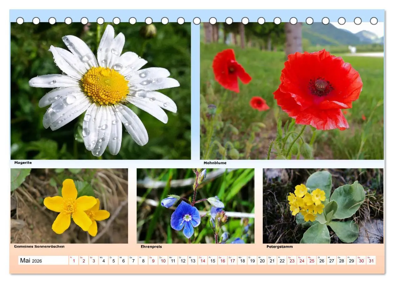 Bild: 9783457896259 | Alpiner Blütenzauber (Tischkalender 2026 DIN A5 quer), CALVENDO...