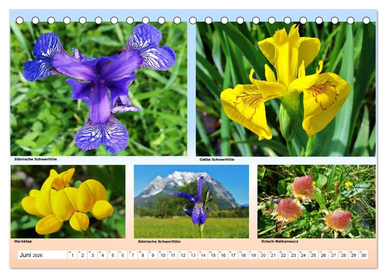 Bild: 9783457896259 | Alpiner Blütenzauber (Tischkalender 2026 DIN A5 quer), CALVENDO...