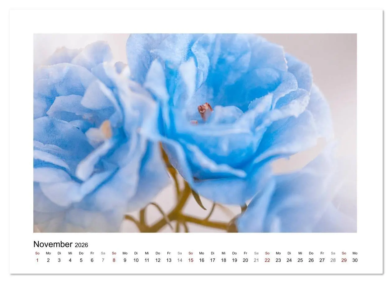 Bild: 9783457716359 | Blauer Blütentraum (hochwertiger Premium Wandkalender 2026 DIN A2...