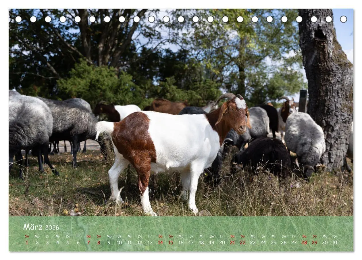 Bild: 9783457566459 | Im Herzen der Lüneburger Heide (Tischkalender 2026 DIN A5 quer),...