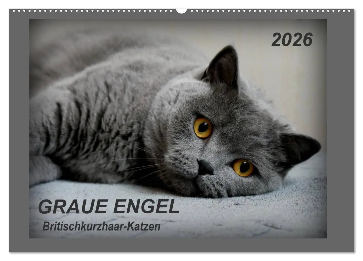 Cover: 9783457876459 | GRAUE ENGEL Britischkurzhaar-Katzen (Wandkalender 2026 DIN A2...