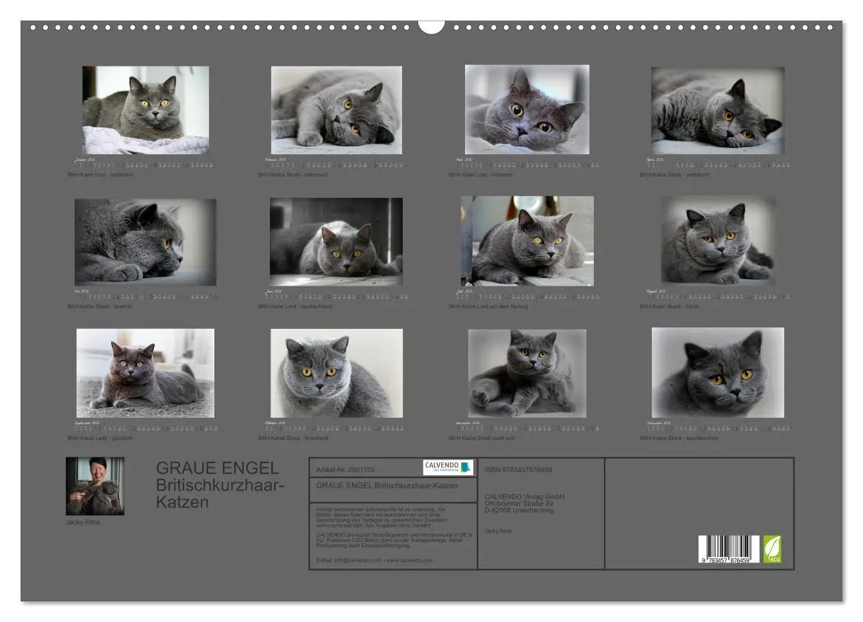 Bild: 9783457876459 | GRAUE ENGEL Britischkurzhaar-Katzen (Wandkalender 2026 DIN A2...